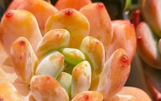 多肉养护指南（多肉植物养护的小技巧与经验分享）