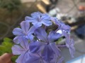 解决石榴花不开花的问题（掌握关键技巧，提高石榴花开花率）