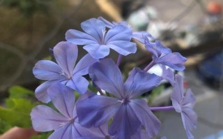 解决石榴花不开花的问题（掌握关键技巧，提高石榴花开花率）