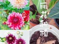 大丽花块茎繁殖与种植方法（从种子到开花的全过程，轻松掌握大丽花种植技巧）