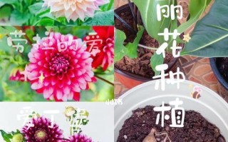 大丽花块茎繁殖与种植方法（从种子到开花的全过程，轻松掌握大丽花种植技巧）