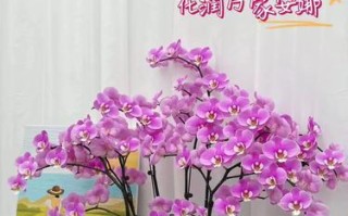 养护六月的蝴蝶兰，盛开美丽（蝴蝶兰养护，关键步骤不可忽视）