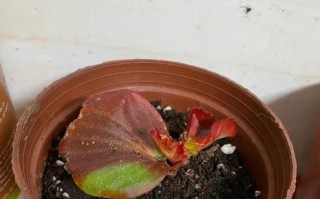 解决海棠花不长叶不长花的方法（挽救海棠花的生长健康）