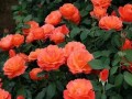 月季花养护秘籍（月季花怎样养护，才能让它常开常新）