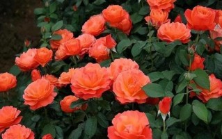 月季花养护秘籍（月季花怎样养护，才能让它常开常新）