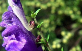 黄芩的种植技巧——从播种到发芽出苗全解析（掌握黄芩种植时间，事半功倍）