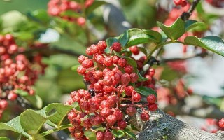 花椒成熟的时间和方法（了解花椒成熟的关键点和采摘技巧）
