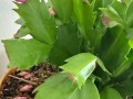 蟹爪兰花苞为何难以打开？（探秘蟹爪兰花苞的奥秘与解开之道）