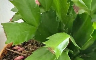 蟹爪兰花苞为何难以打开？（探秘蟹爪兰花苞的奥秘与解开之道）