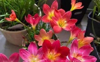 风雨兰的花期及养护方法（探究风雨兰的生长环境，科学有效地护理花朵）