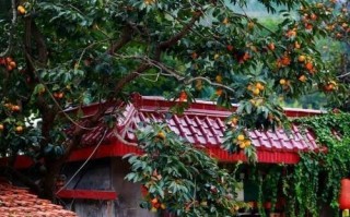 门前种柿子树，享受秋日丰收（柿子树的种植与养护）