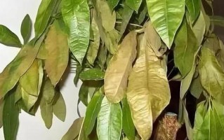 如何挽救干枯的家里发财树（解决家里发财树干枯问题的有效方法）