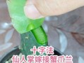 嫁接仙人掌的养护指南（让你的仙人掌茁壮成长的关键技巧）