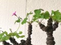十月份刚种的酢浆草养护指南（从种植到开花，一步步教你如何照料酢浆草）