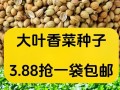 香菜种子有毒吗？（揭秘香菜种子的真相）