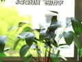 飞羽冬季怎么养殖（冬季鸟类养殖的关键技巧和注意事项）