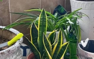 金边虎皮兰的肥料施用方法（打造茂盛生长的秘诀）