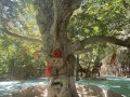 核桃树风水之美（探秘核桃树在风水中的作用与寓意）