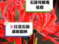 石蒜开花频率调查（石蒜的生长习性、繁殖方式及其开花规律）