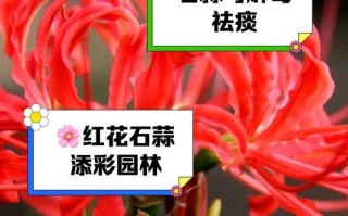 石蒜开花频率调查（石蒜的生长习性、繁殖方式及其开花规律）