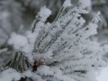 选择合适的肥料让你的雪松树茁壮成长（了解雪松树的肥料需求，让它们健康成长）