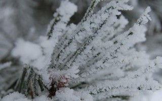 选择合适的肥料让你的雪松树茁壮成长（了解雪松树的肥料需求，让它们健康成长）