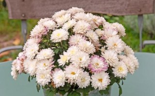 探秘令人心醉的春日花海——浅谈雏菊属植物的种类与特点（雏菊的科属、特征及在生态学中的作用）