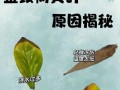 铜钱草冬天黄叶的原因及处理方法（揭秘铜钱草冬季叶片变黄的奥秘，告诉你如何应对）