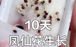 凤仙花发芽死了怎么办（教你挽救凤仙花的生命）