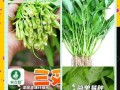 空心菜病虫害防治技术（预防常见病虫害，让空心菜健康成长）