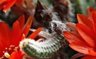 以鼠尾掌开花少，如何解决？（探索鼠尾掌开花少的原因和改善方法）