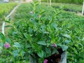 满天星养护指南（打造健康繁花的满天星植株）