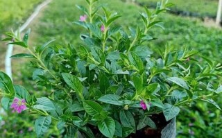 满天星养护指南（打造健康繁花的满天星植株）