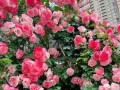 以藤本怎么爆花为主题的探讨（探索藤本植物如何迸发出绚丽的花朵之美）