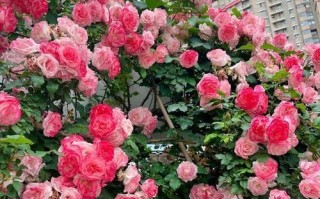 以藤本怎么爆花为主题的探讨（探索藤本植物如何迸发出绚丽的花朵之美）