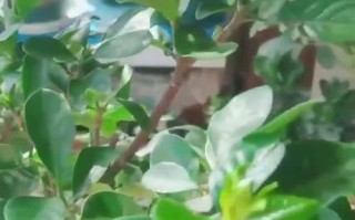 桅子叶子为什么会发黄？（黄叶现象的原因及处理方法）