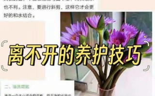 睡莲叶子发黑腐烂的原因及解决方法（保护睡莲叶子的关键措施）