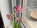 风信子花谢后的养护方法（让你的风信子常青不谢）