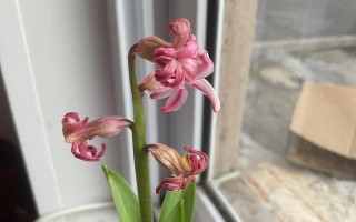 风信子花谢后的养护方法（让你的风信子常青不谢）