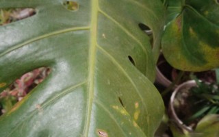 龟背竹叶面发油的原因与作用解析（解密龟背竹叶面发油机制及应用前景）