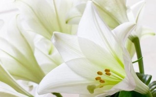 百合花怎么养？教你放在合适的位置（如何让百合花在室内得到最佳光照？）