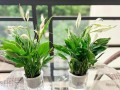 白掌秋天施肥的技巧（科学合理的施肥方法让白掌秋天茁壮生长）