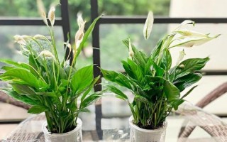 白掌秋天施肥的技巧（科学合理的施肥方法让白掌秋天茁壮生长）