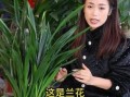 冬季墨兰的科学浇水方法（保护墨兰健康，从正确浇水开始）