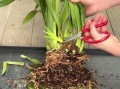 花卉叶子边缘发黑，原因及处理方法解析（揭秘花卉叶子边缘发黑的根源，教你科学护理）