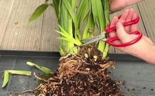 花卉叶子边缘发黑，原因及处理方法解析（揭秘花卉叶子边缘发黑的根源，教你科学护理）