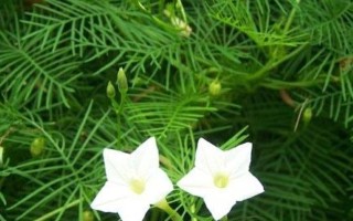 羽叶茑萝施肥技巧（掌握正确的施肥方法，助力羽叶茑萝健康生长）