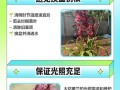 大花蕙兰养护指南（打造健康美丽的大花蕙兰，）