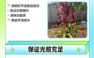 大花蕙兰养护指南（打造健康美丽的大花蕙兰，）