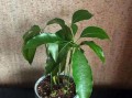 解决阳台种植的光照条件困扰（如何提供适宜的阳台光照以促进植物生长）
